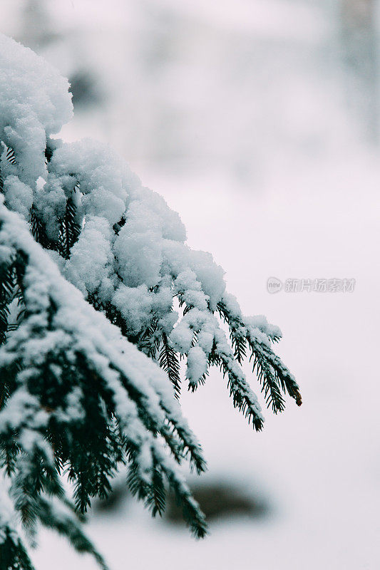 神奇的雪覆盖了树木。美丽的冬天的风景