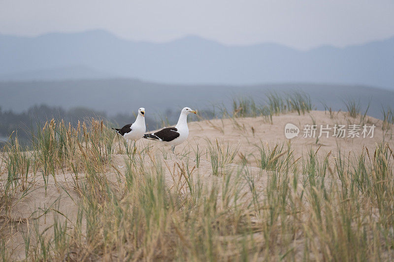 海鸥栖息在沙丘的草地上