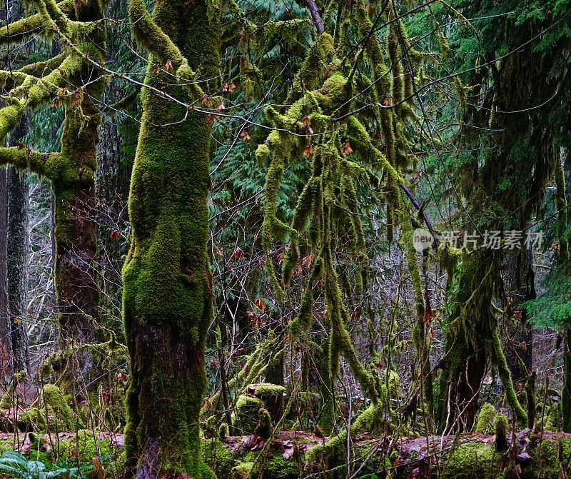 风河实验林