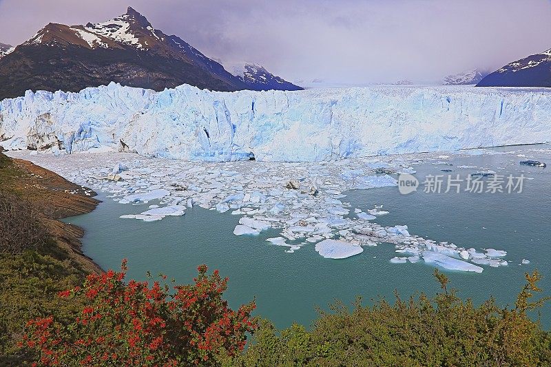 莫雷诺冰川和红色野花，阿根廷湖-卡拉法特，巴塔哥尼亚