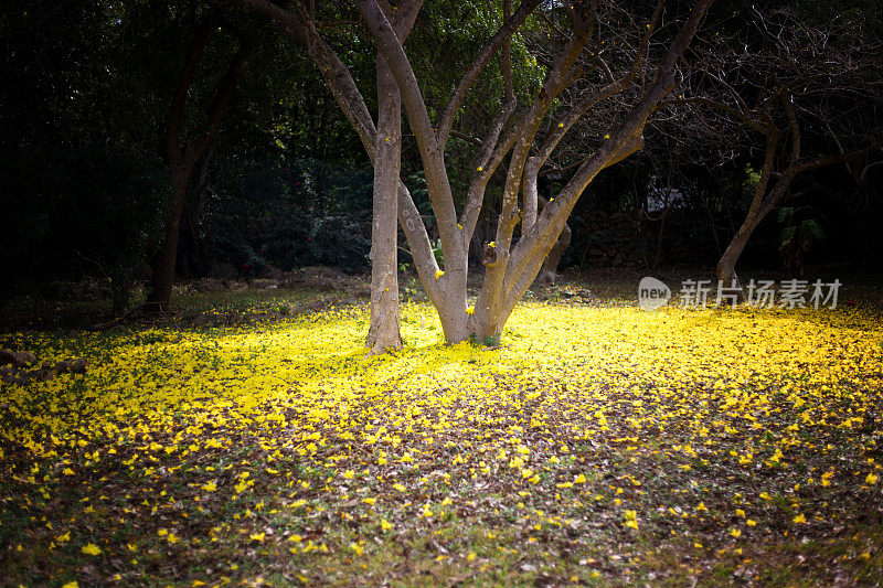 墨西哥:火焰树落下的黄色花朵铺满了地面