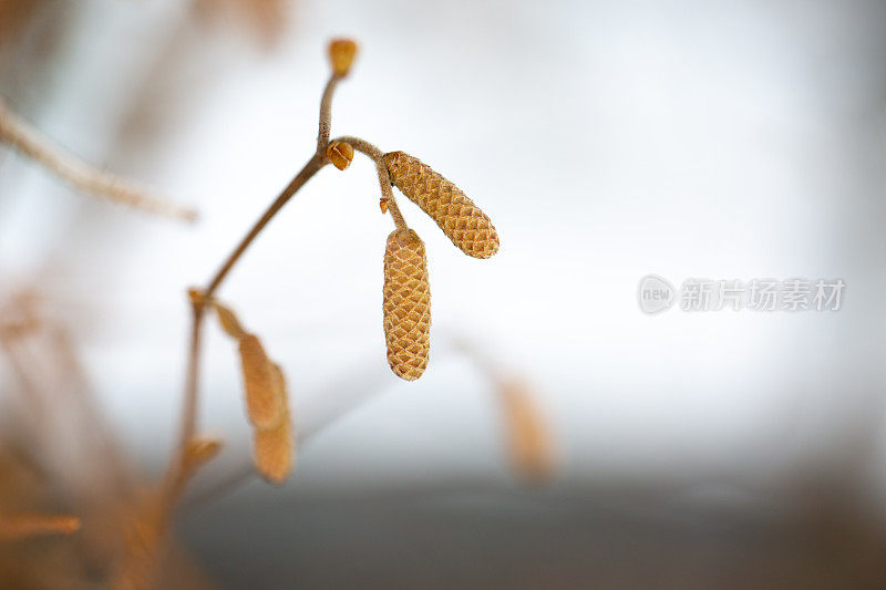 榛子开花