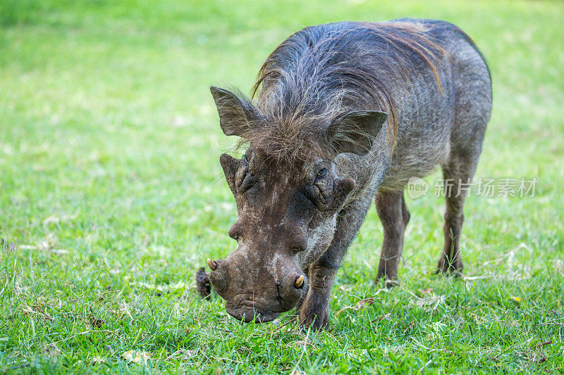 埃塞俄比亚:疣猪
