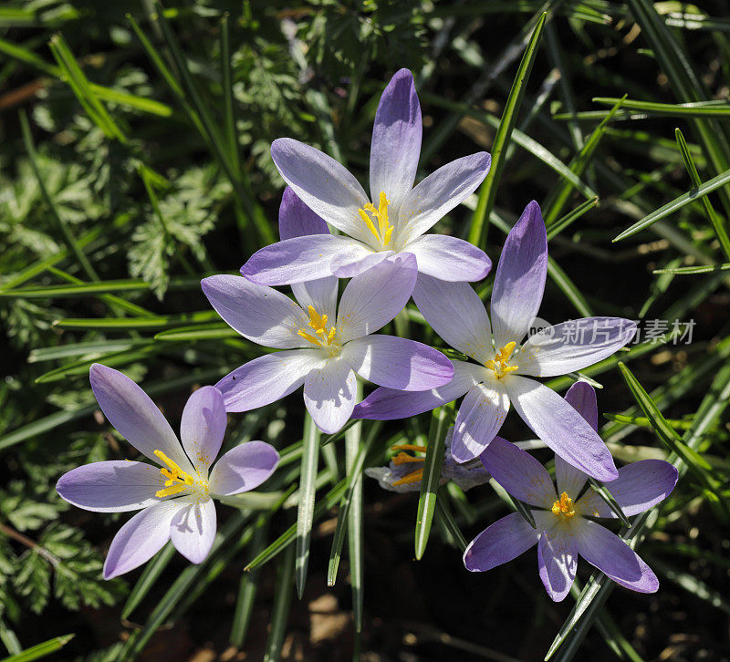 2019年2月春紫番红花初绽