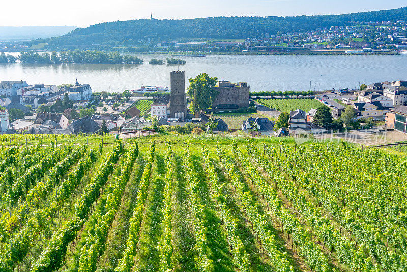 葡萄园在低森林纪念碑纪念碑Rüdesheim，德国