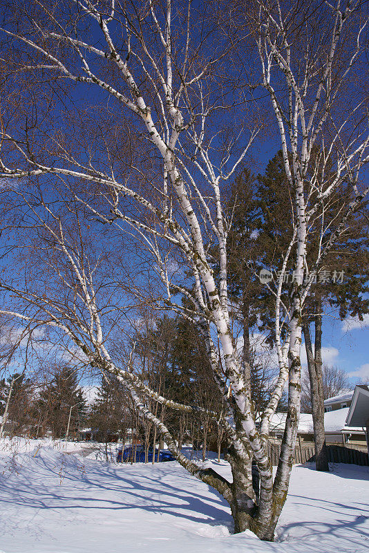 加拿大渥太华冬季社区。