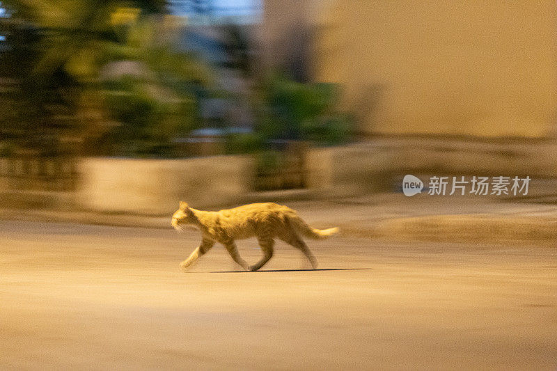 猫的交叉路