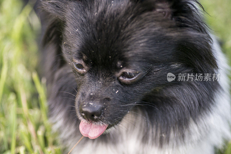 特写的zwergspitz博美犬与舌头