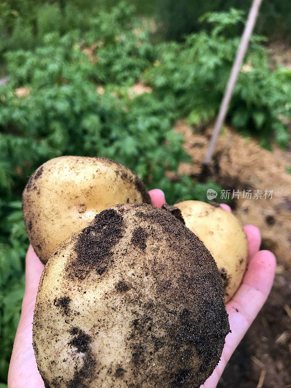 自家种植的新鲜土豆