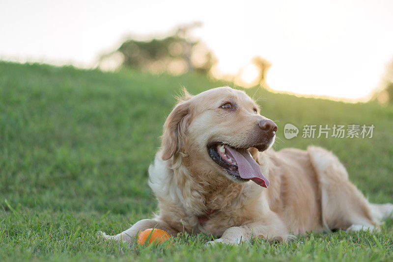 金毛猎犬躺在草地上