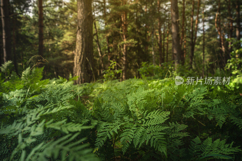 自然背景-森林中的蕨类植物