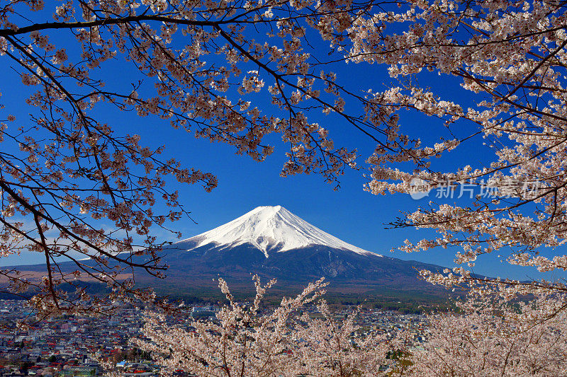 富士山和樱花:从荒山森根公园，富士吉田