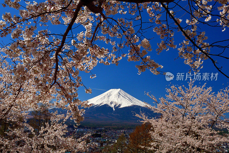 富士山和樱花:从荒山森根公园，富士吉田