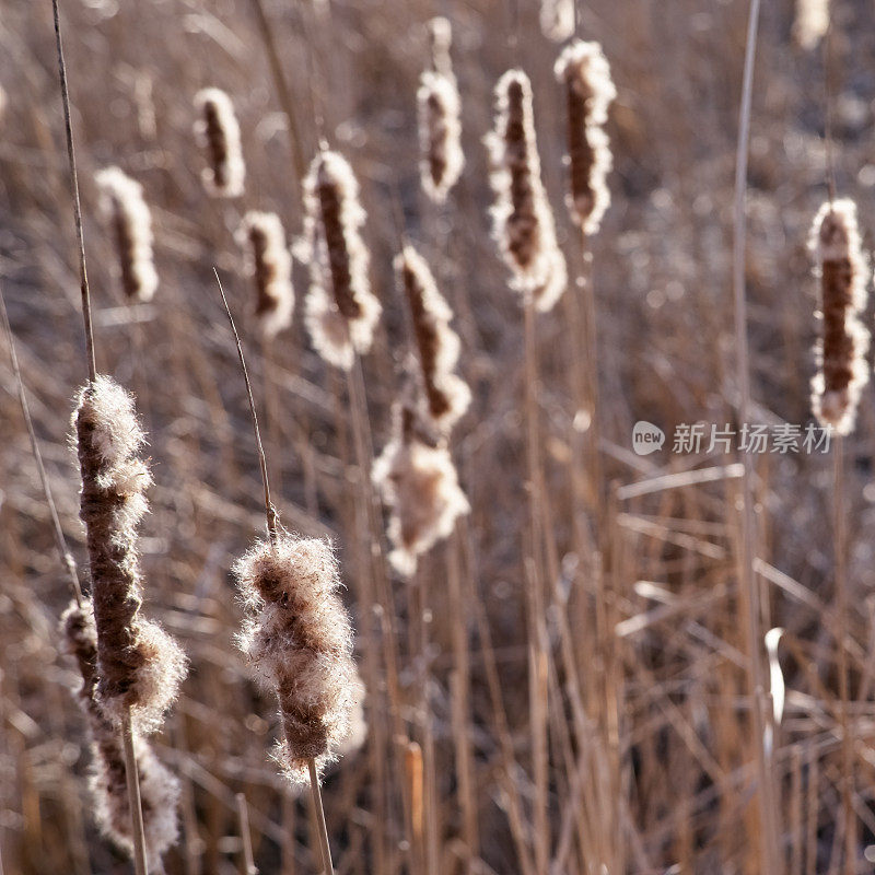 干芦苇，背阳光