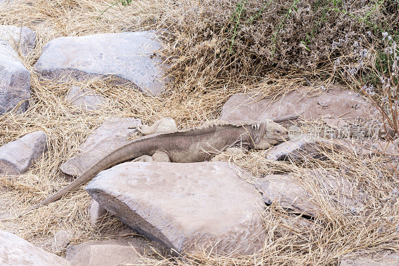 加拉帕戈斯群岛海洋鬣蜥。