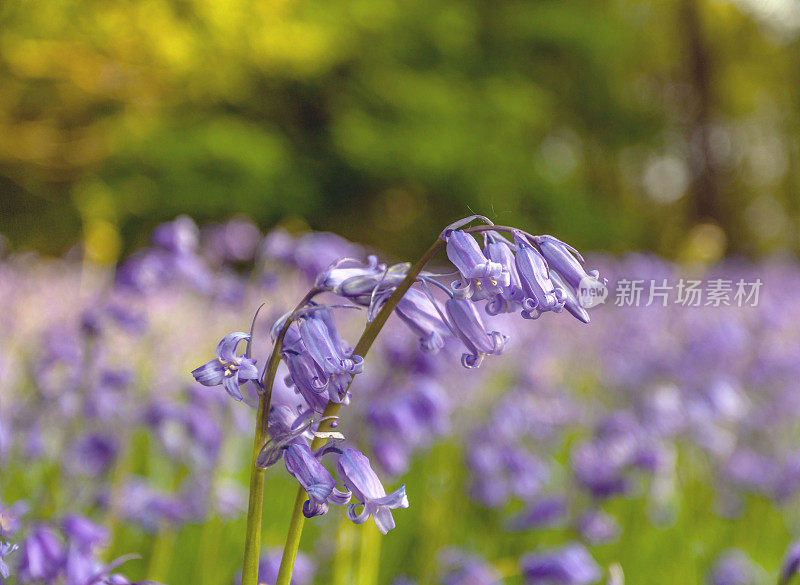 蓝铃花在春天。