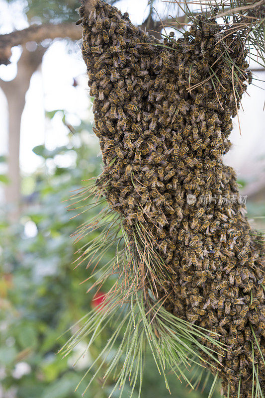 松树上的一大群蜜蜂