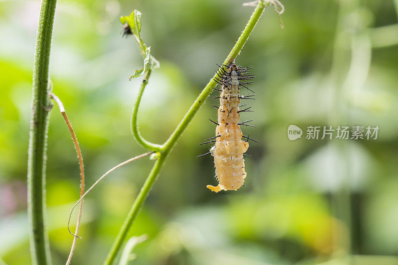 蝴蝶蜕变-螺旋虫-蠕虫变成蛹