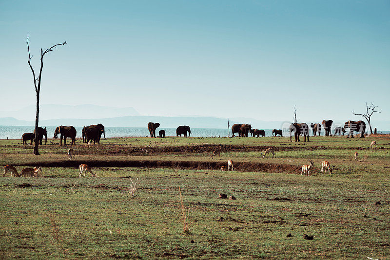 津巴布韦卡里巴湖附近的非洲象