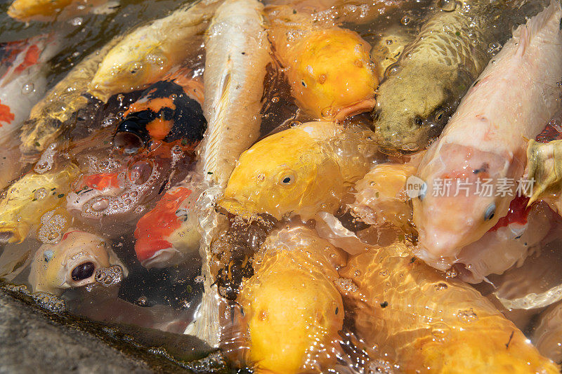 池塘里饥饿的鲤鱼