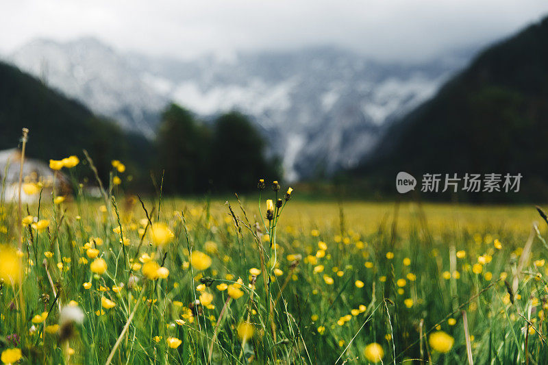 美丽的草地与鲜花和山景在斯洛文尼亚