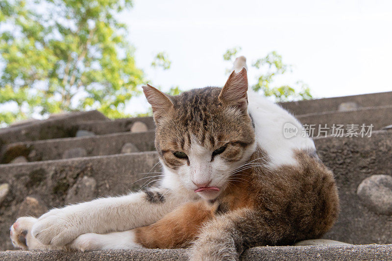 流浪猫在街上休息