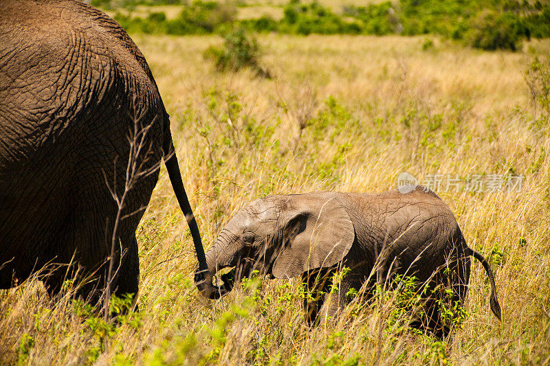 小非洲象跟着妈妈