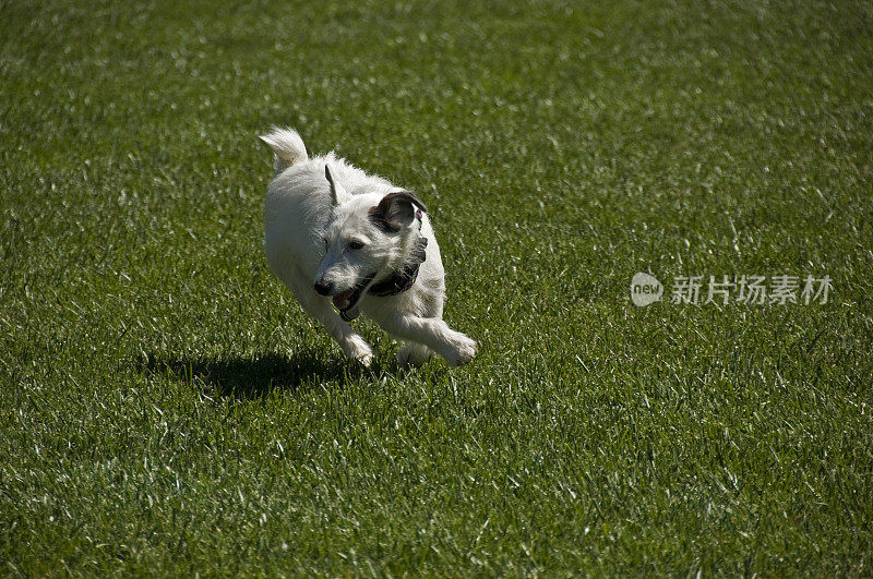 白色的狗在草坪上奔跑