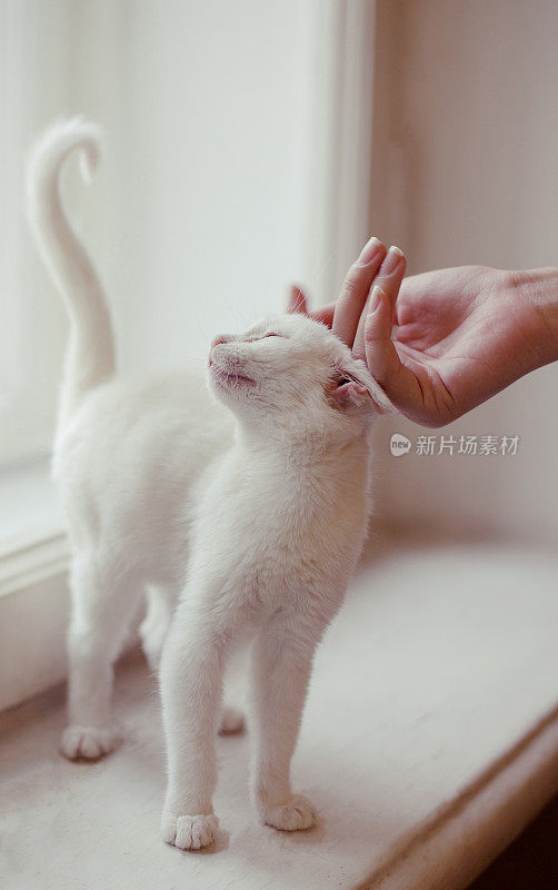 手抚摸着一只白色的猫