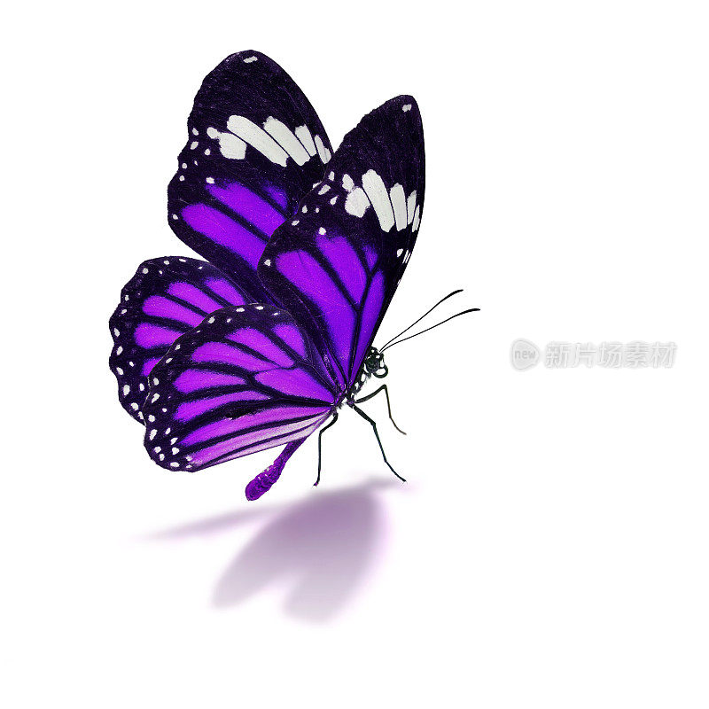 白色背景上的紫色蝴蝶