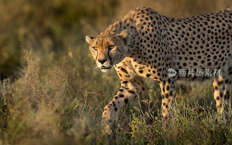 在坦桑尼亚的塞伦盖蒂，雄性猎豹正在捕猎