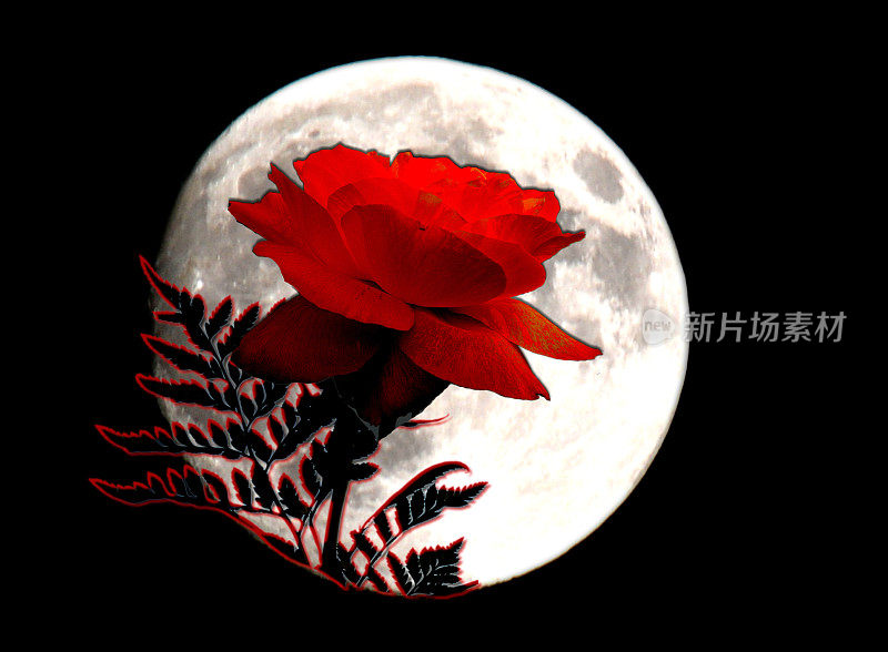 月圆时的红玫瑰