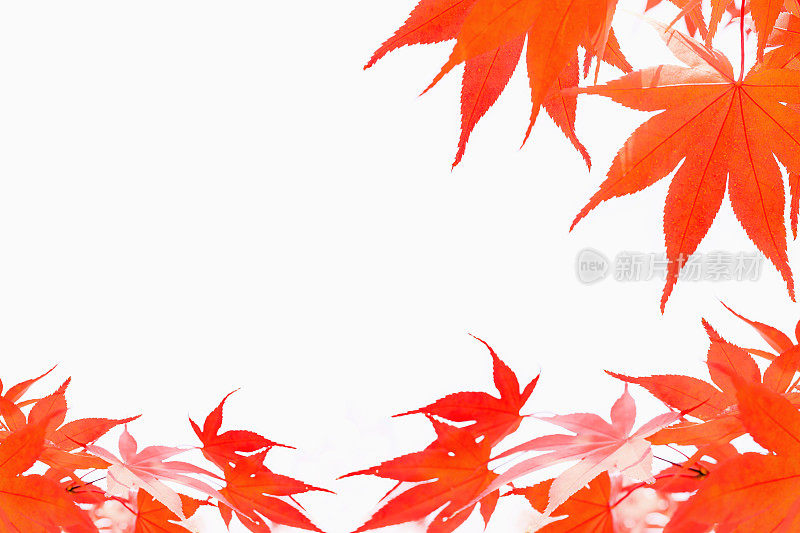 秋天，树叶，枫叶孤立在白色的背景上。