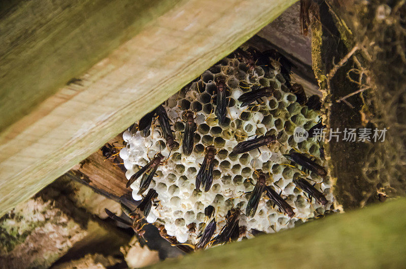 纸黄蜂在木屋顶下筑巢