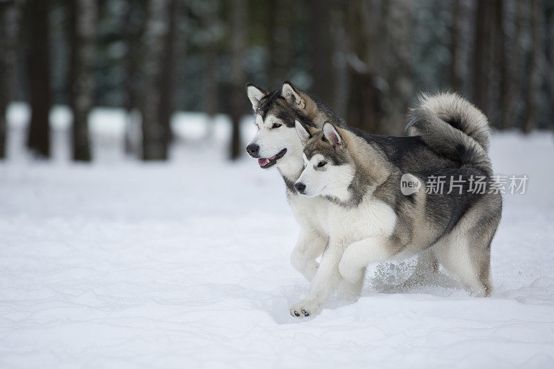 公园里的两只阿拉斯加雪橇犬