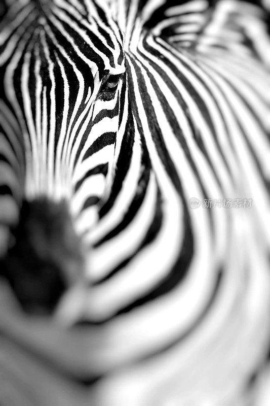 非洲热带草原上的斑马画像。坦桑尼亚的塞伦盖蒂野生动物园。有选择性的重点。