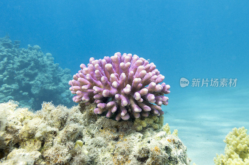 珊瑚礁与粉红色的指珊瑚在热带海洋，水下