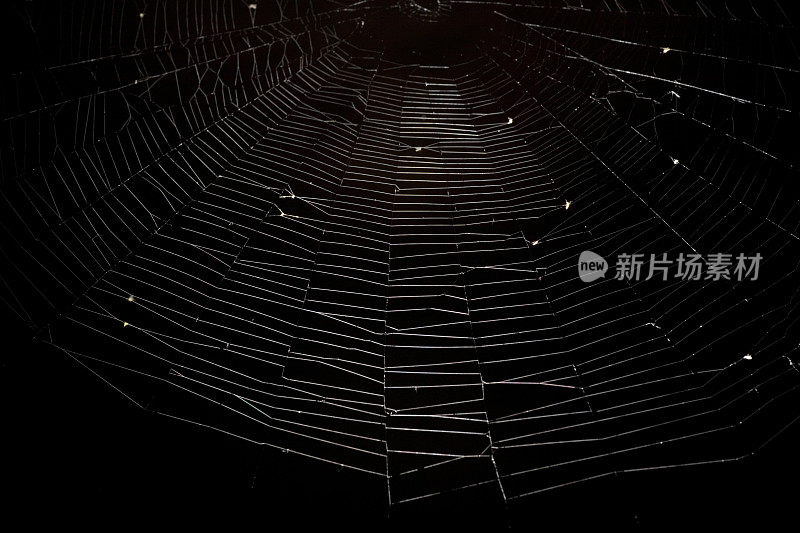 真正的蜘蛛网
