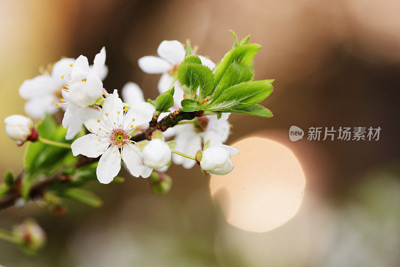 娇艳的紫荆花，温暖的落日