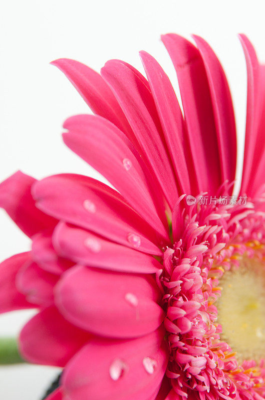 粉红色的花，脚踏板上有水滴