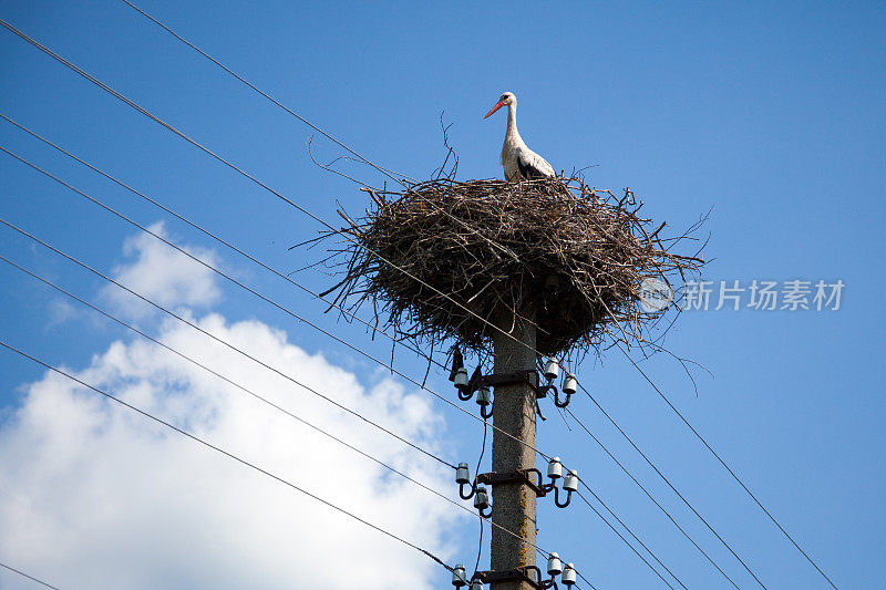 雌鹳坐在巢上