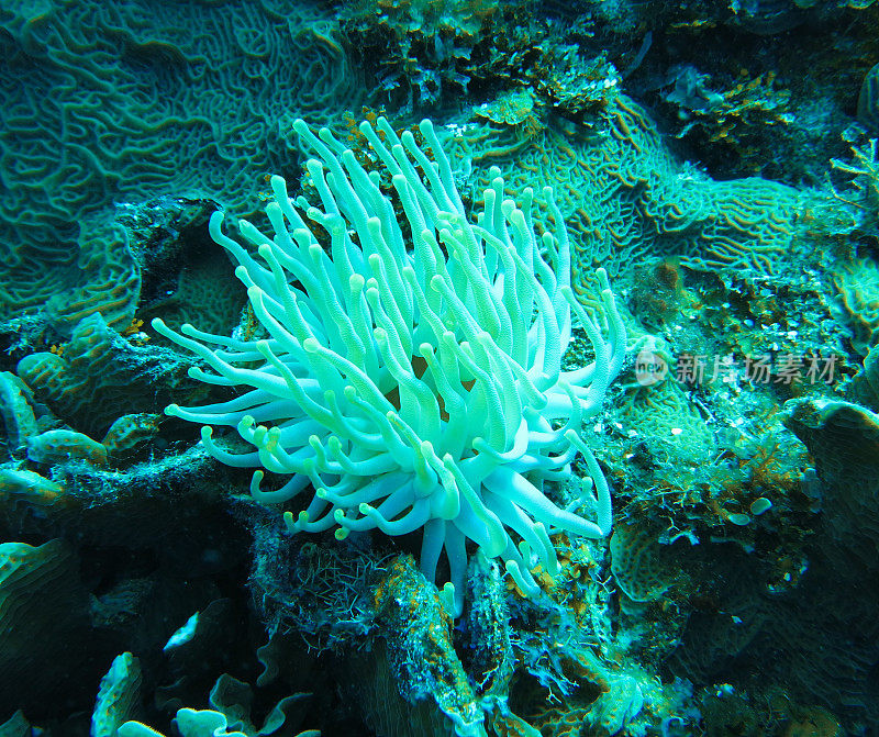 水下图像中的海草和马尔代夫的海洋生物