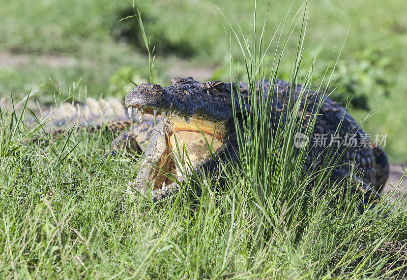 尼罗河鳄鱼(尼罗河鳄)，大嘴，丘比河岸，博茨瓦纳，非洲