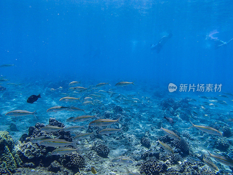 水下的场景