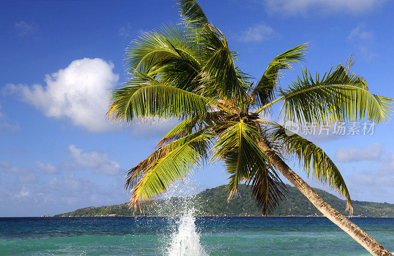 塞舌尔荒凉海滩上的一棵棕榈树