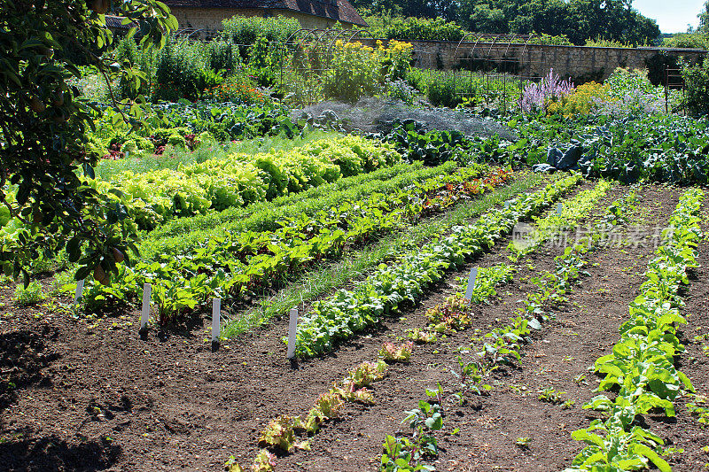 有围墙的菜园种植蔬菜，莴苣，莴苣植物，卷心菜，唐莴苣