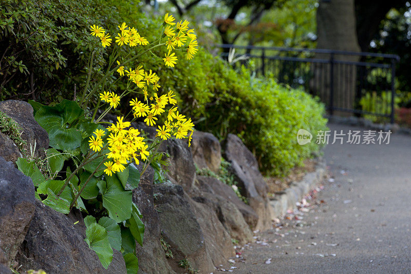 野山豹植物开花