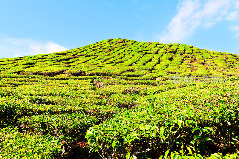 阳光下的茶山