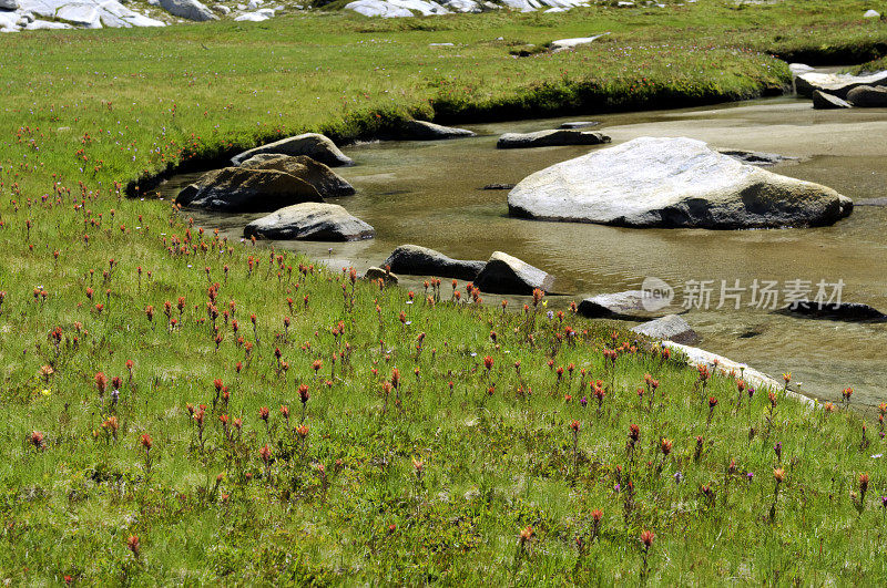 野花盛开，内华达山脉的偏远地区