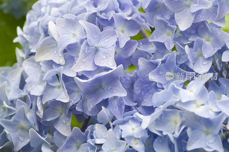 绣球花(蓝色)与雨滴